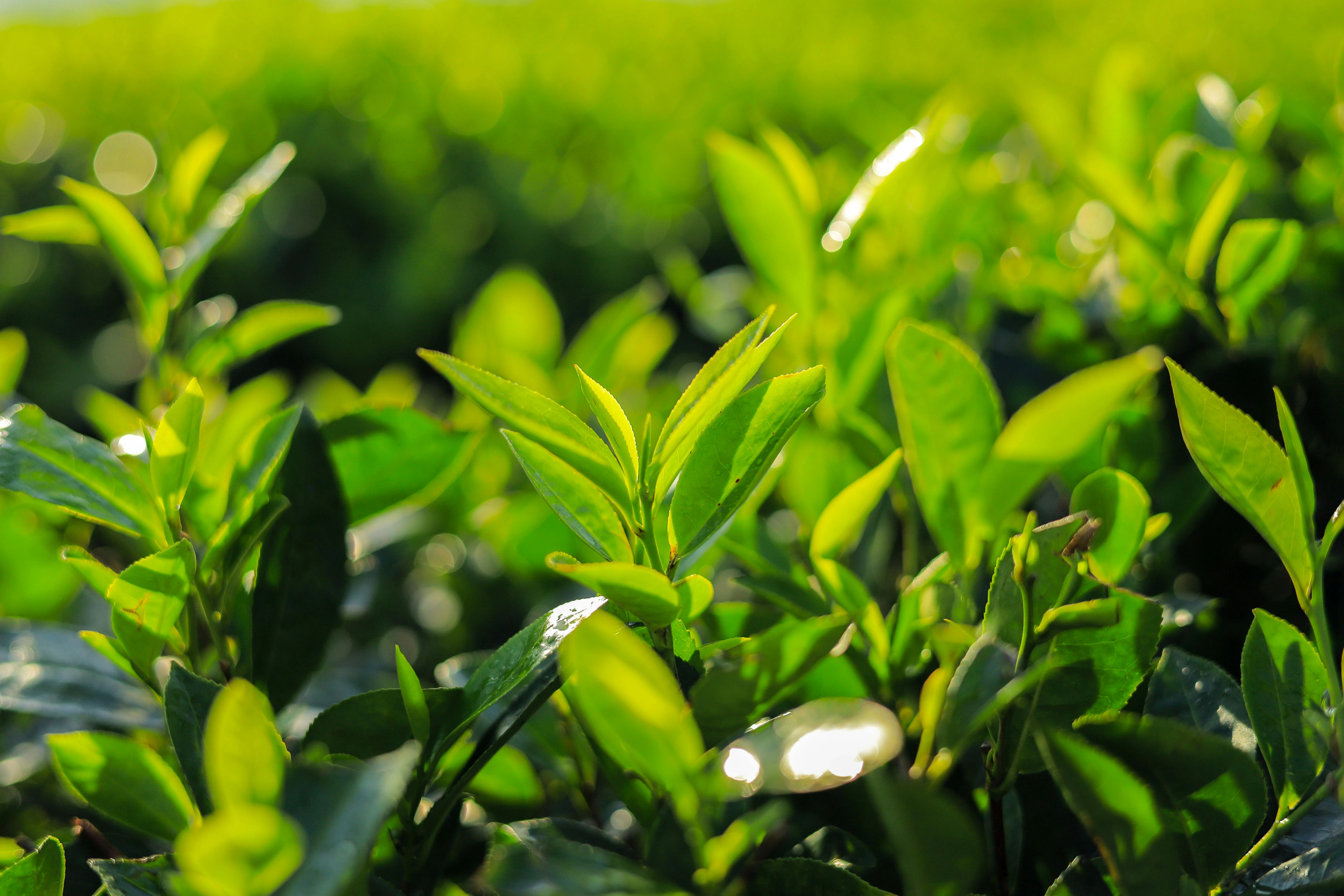 Développement durable, diversité et inclusion grass